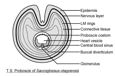 🏷️ Nervous system of balanoglossus. Balanoglossus. 2022-10-03