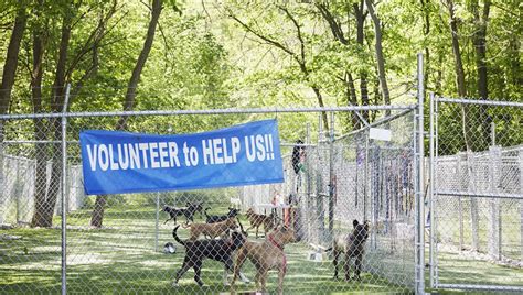 How To Volunteer At An Animal Shelter - DogTime