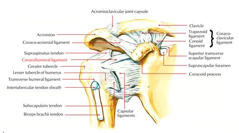 Coracohumeral Ligament – Earth's Lab