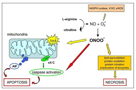 Mitochondrial Tests in disease diagnosis and scientific research