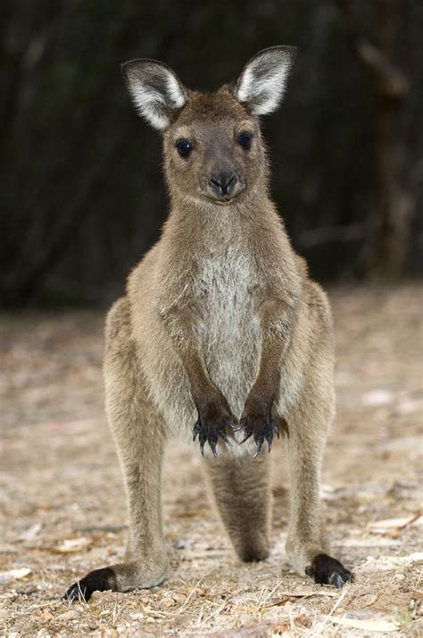 Western Grey Kangaroo Photograph by Tony Camacho - Pixels