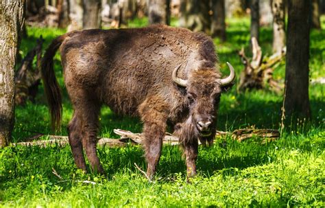 6 Symbolic Animals In Europe You Might Have Missed