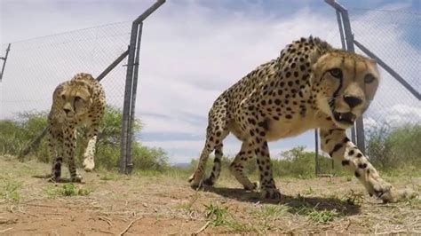 HESC releases two cheetahs onto Air Force Base Makhado - YouTube