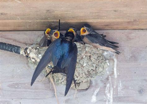 Barn Swallow Behavior - AnimalBehaviorCorner