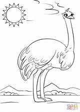 Ostrich Coloring Page Free Printable Pages sketch template