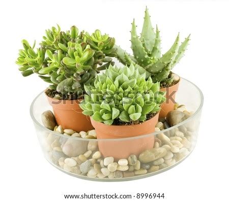 Succulent Plants Arrangement With Stones In Glass Bowl - Isolated On White Stock Photo 8996944 ...