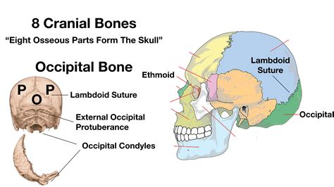 Back Of Skull Anatomy, Foramen Magnum Anatomy Britannica : The occipital bone ˌ ɒ k ˈ s ɪ p ɪ t ...