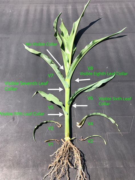 Have You Been Accurately Staging Your Corn Plants in Later Vegetative Growth Stages? – Field ...