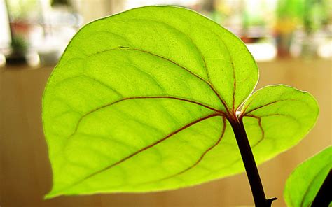 File:Betel Leaf (Piper Betle).jpg - Wikimedia Commons