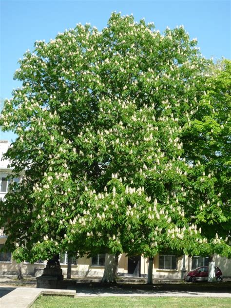 Horse Chestnut Tree Pictures, Facts on the Horse Chestnut Tree Species