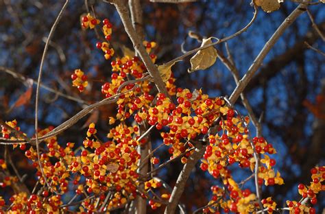 American Bittersweet Plants vs. Invasive Oriental Vines