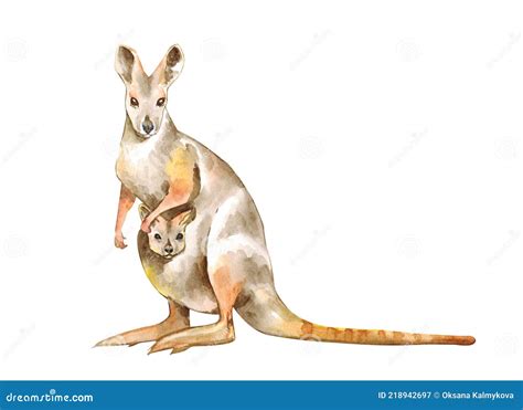 Watercolor Illustration of a Realistic Kangaroo. Stock Illustration - Illustration of background ...