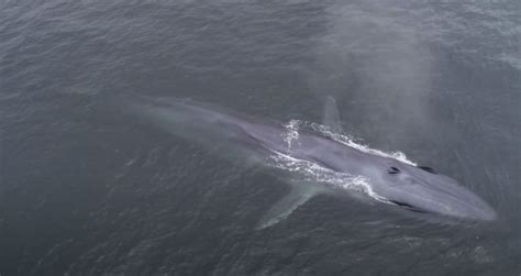 Rare hybrid whale spotted off coast of Santa Rosa Island | News Channel ...