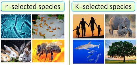 Difference between r and K Selection