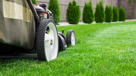 How Often to Mow Buffalo Grass | Lawn Tips | myhomeTURF