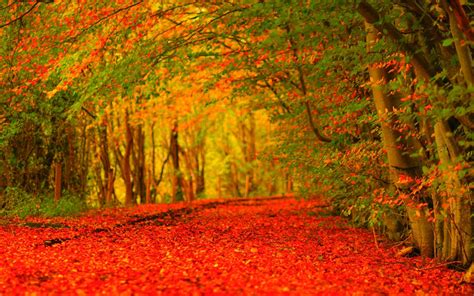 Autumn HD Wallpapers - Wallpaper Cave