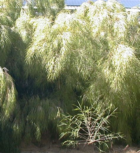 Mexican weeping bamboo - Bamboo Australia