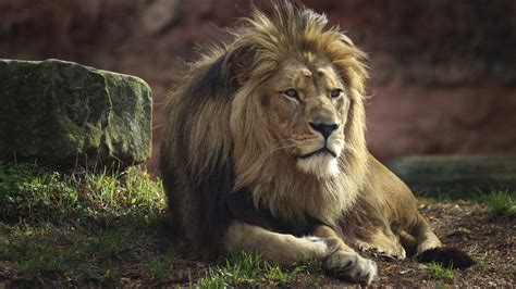 Download Animal Lion 4k Ultra HD Wallpaper