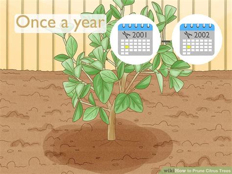 3 Ways to Prune Citrus Trees - wikiHow