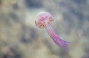 Mauve Stinger | All about Pelagia noctiluca - Snorkel Things