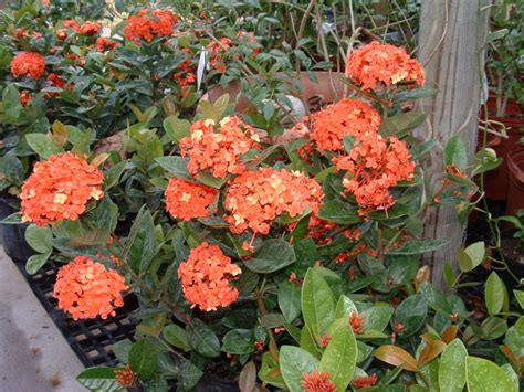 Ixora - Amber Leaf Landscaping | Sunshine Coast landscaping | Garden Design