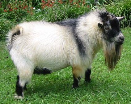 Pygmy Goat (American Pygmy) Info, Size, Lifespan, Temperament, and Pictures