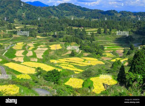 Rice terraces of Hoshitoge Stock Photo - Alamy