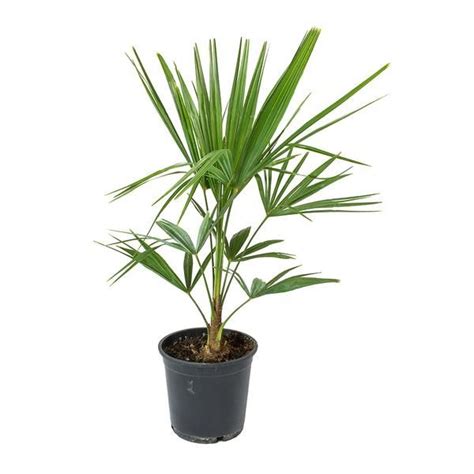 Trachycarpus fortunei - Windmill Palm | Indoor palms, Houseplants, Windmill
