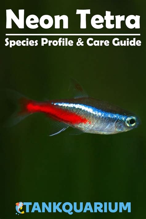 Neon Tetra: A Complete Care Guide