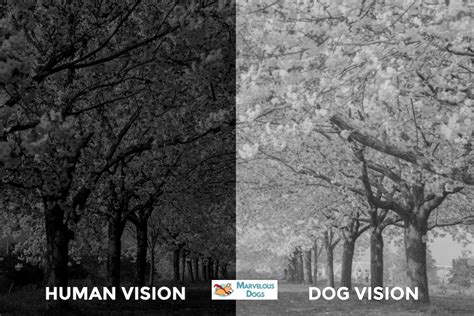 What Do Dogs See? 10 Dog Vision Examples - Marvelous Dogs