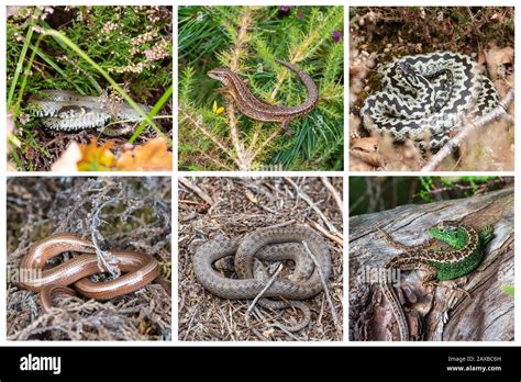 Composite image of the six British reptile species (UK reptiles) in their natural habitat Stock ...