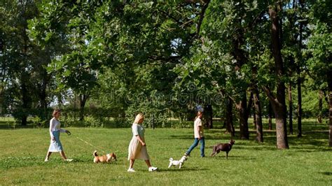 People Walking Their Dogs on Green Lawn in Park Stock Image - Image of smiling, meadow: 250198507