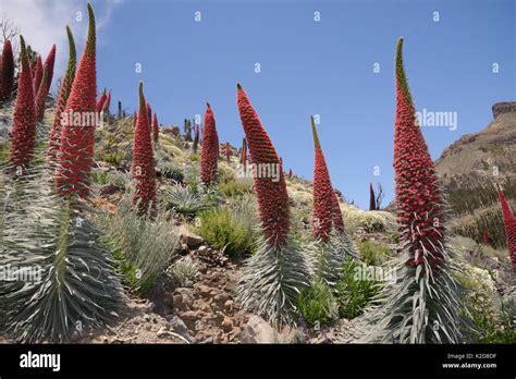 Three metre tall Mount Teide bugloss (Echium wildpretii) flowering spikes on mountainside, Teide ...