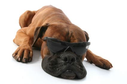 Funny Boxer Dogs - Pets Cute and Docile