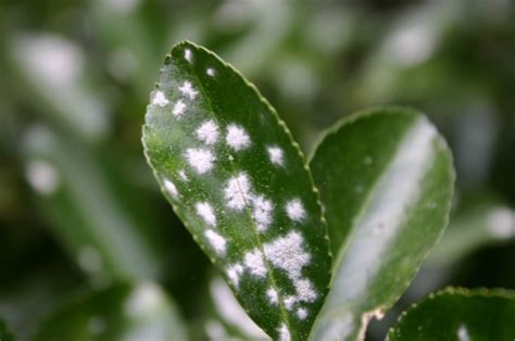 Euonymus – Powdery Mildew | Walter Reeves: The Georgia Gardener