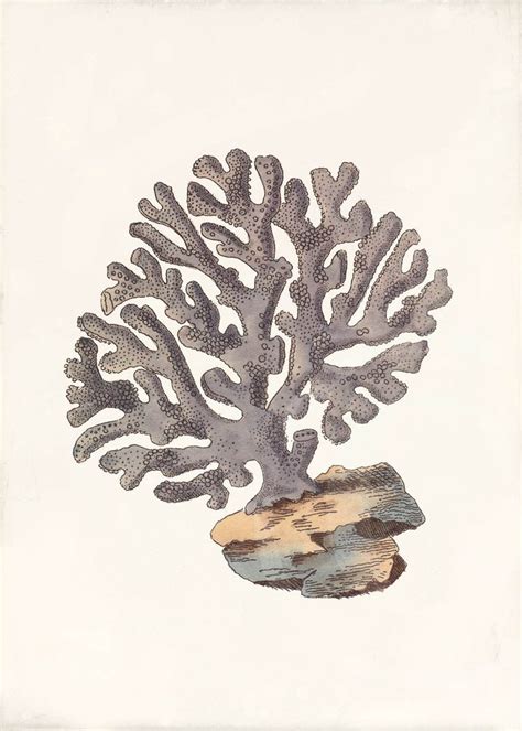 10 best images about Coral reef drawing on Pinterest