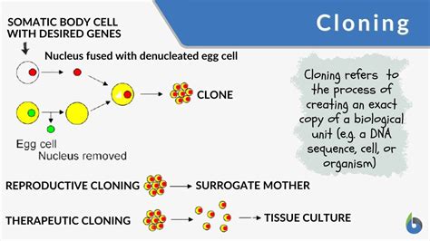 Cloning - Definition and Examples - Biology Online Dictionary