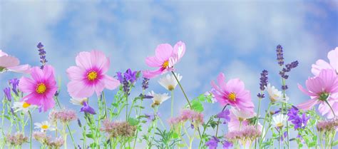 Free photo: Spring flower - Color, Colorful, Flora - Free Download - Jooinn