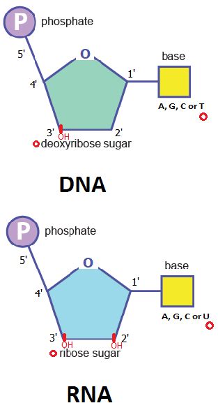 What are the monomers of DNA and RNA? | Homework.Study.com