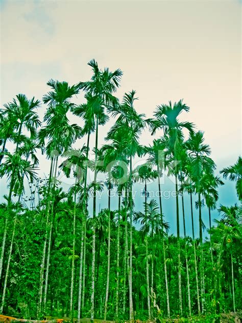 Areca Catechu, Betel Palm OR Betel Nut Trees Stock Photos - FreeImages.com