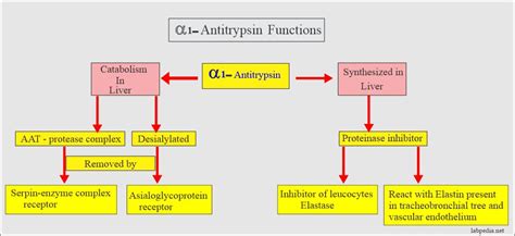 Acute Phase Protein:- Alpha-1-Antitrypsin (α1-antitrypsin) - Labpedia.net