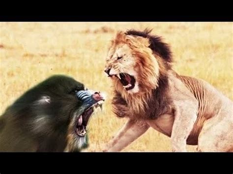 LION vs BABOON REAL FIGHT | LION ATTACK BABOON EXCLUSIVE 2016 - 2017 - YouTube