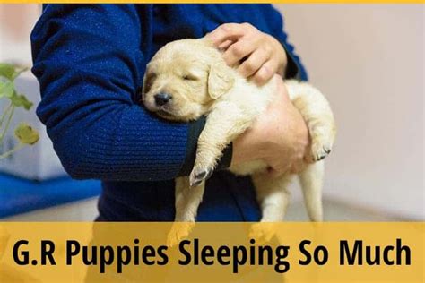 Golden Retriever Puppies Sleeping So Much - Know The Reasons | ZooAwesome