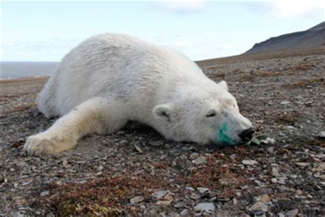 Polar bear dead on Edgeøya after anaesthetisation by scientists (II)