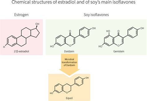 Is soy good or bad for you? | Examine.com