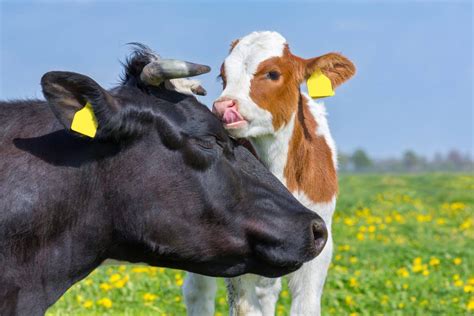 Cows Are Mothers Too - Animal Save Movement