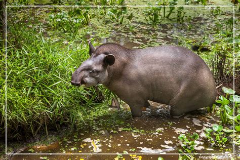 Zoo di Guyana Francese | Galleria Foto | Raoul Kieffer Photography