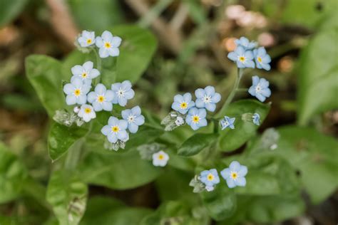 Forget-Me-Not: Plant Care, Growing Tips, and Symbolism