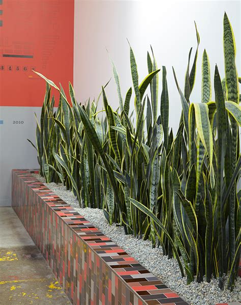 Sansevieria (Snake Plant): The Friendliest Houseplant — Flora Grubb Gardens