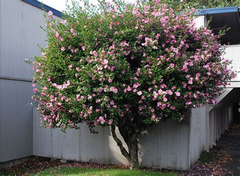 Camellia sasanqua | Landscape Plants | Oregon State University